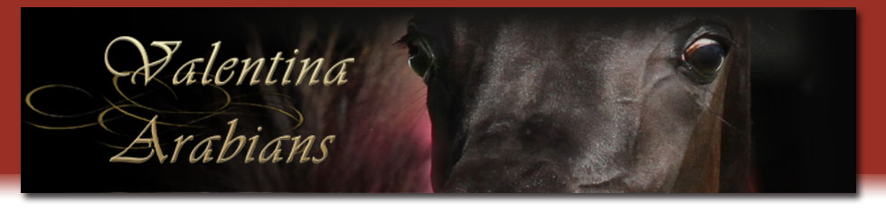 Valentina Arabians Araber Zucht
