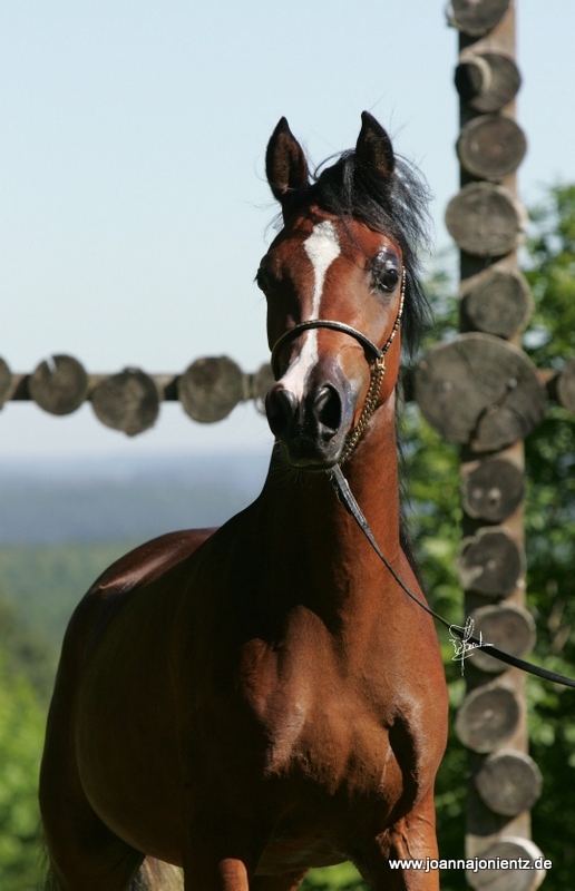 Valentina AA Arabians