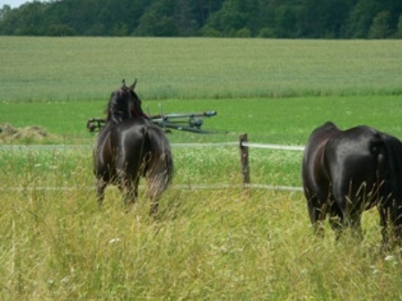 Valentina AA Arabians