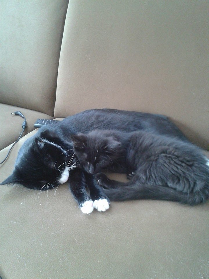 14182_10201775919193599_9147139723024284929_n Katzen