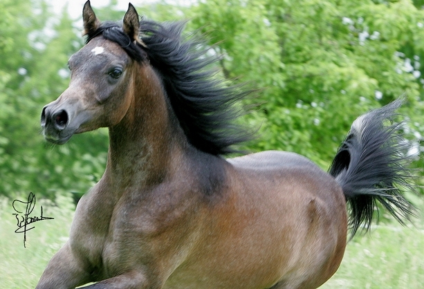 VA Akhiran Valentina Arabians