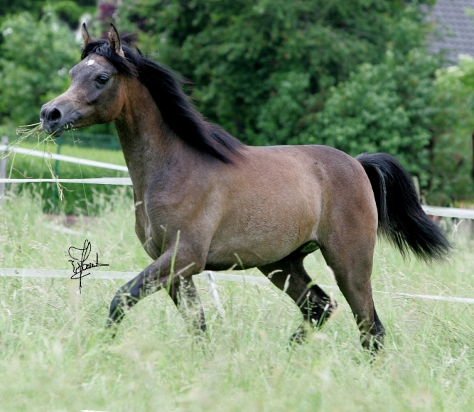 VA Akhiran - Valentina Arabians