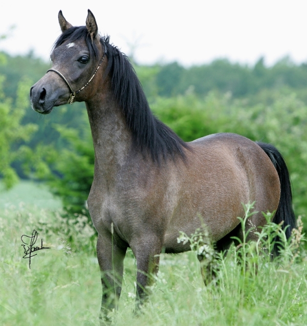 VA Akhiran - Valentina Arabians