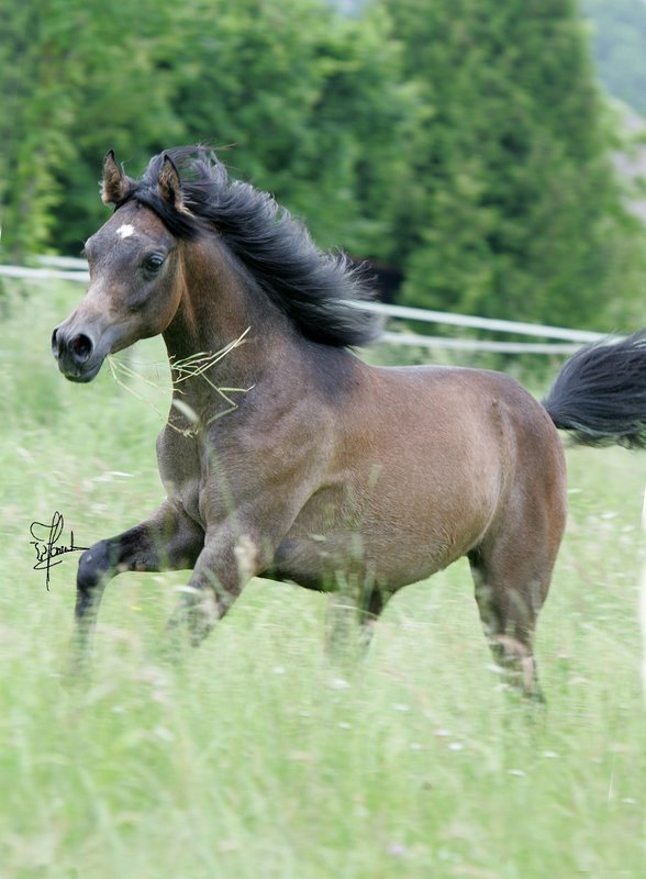 VA Akhiran - Valentina Arabians