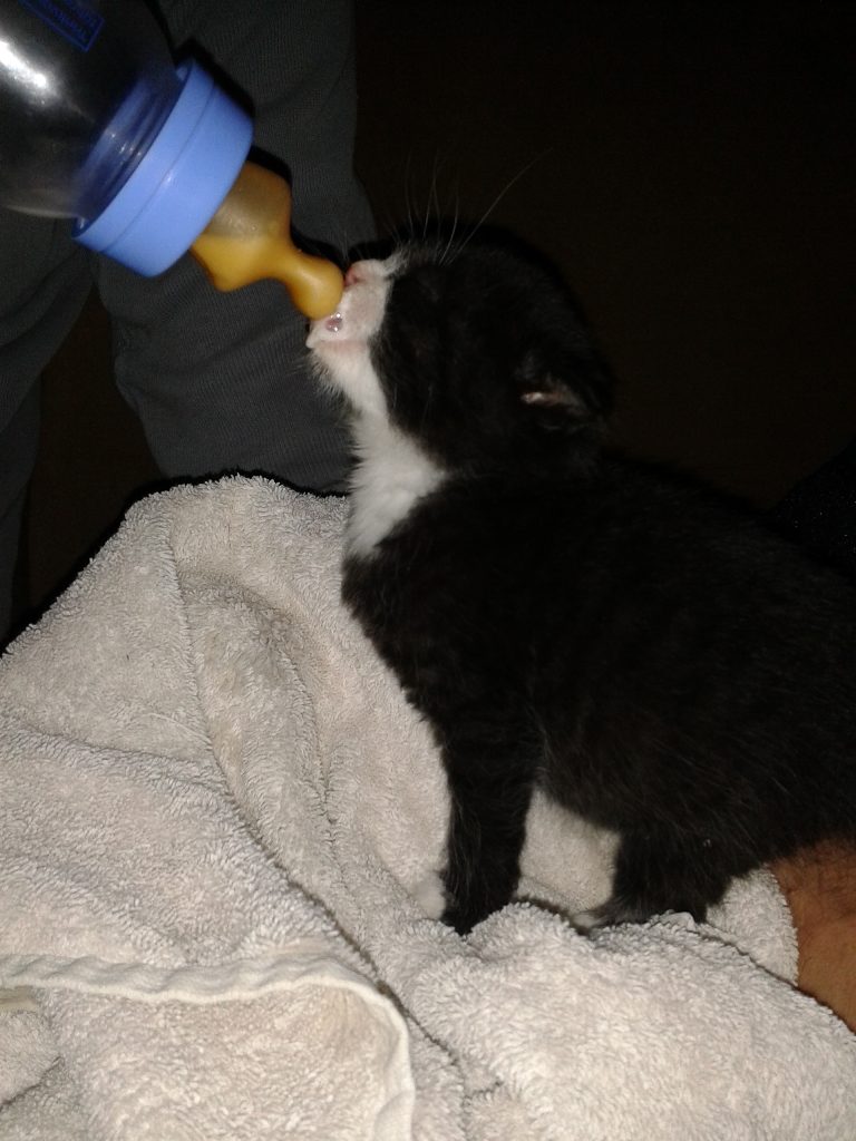 20131027_163523 - Kopie Katze