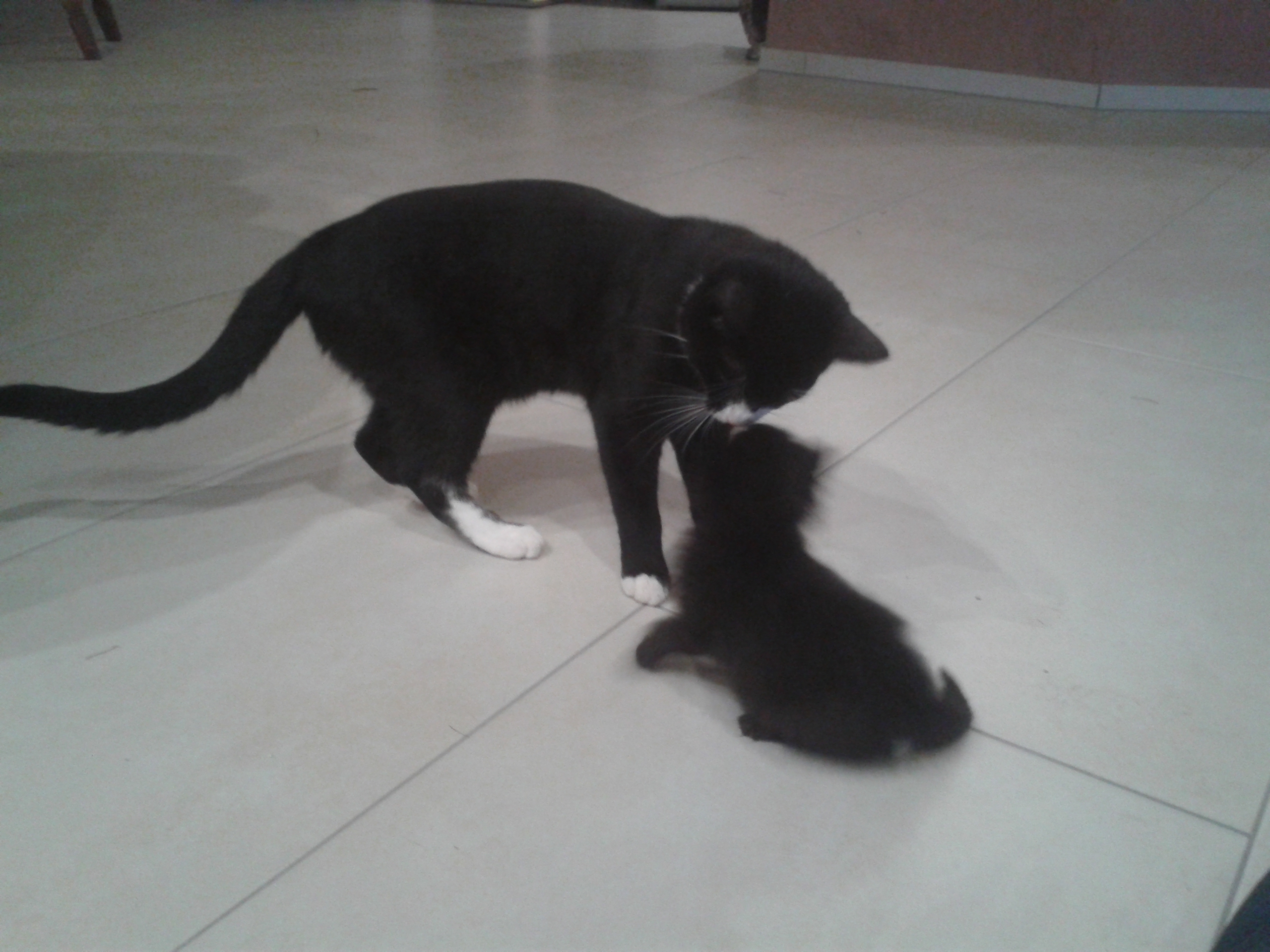 20140529_204600 - Kopie Katze