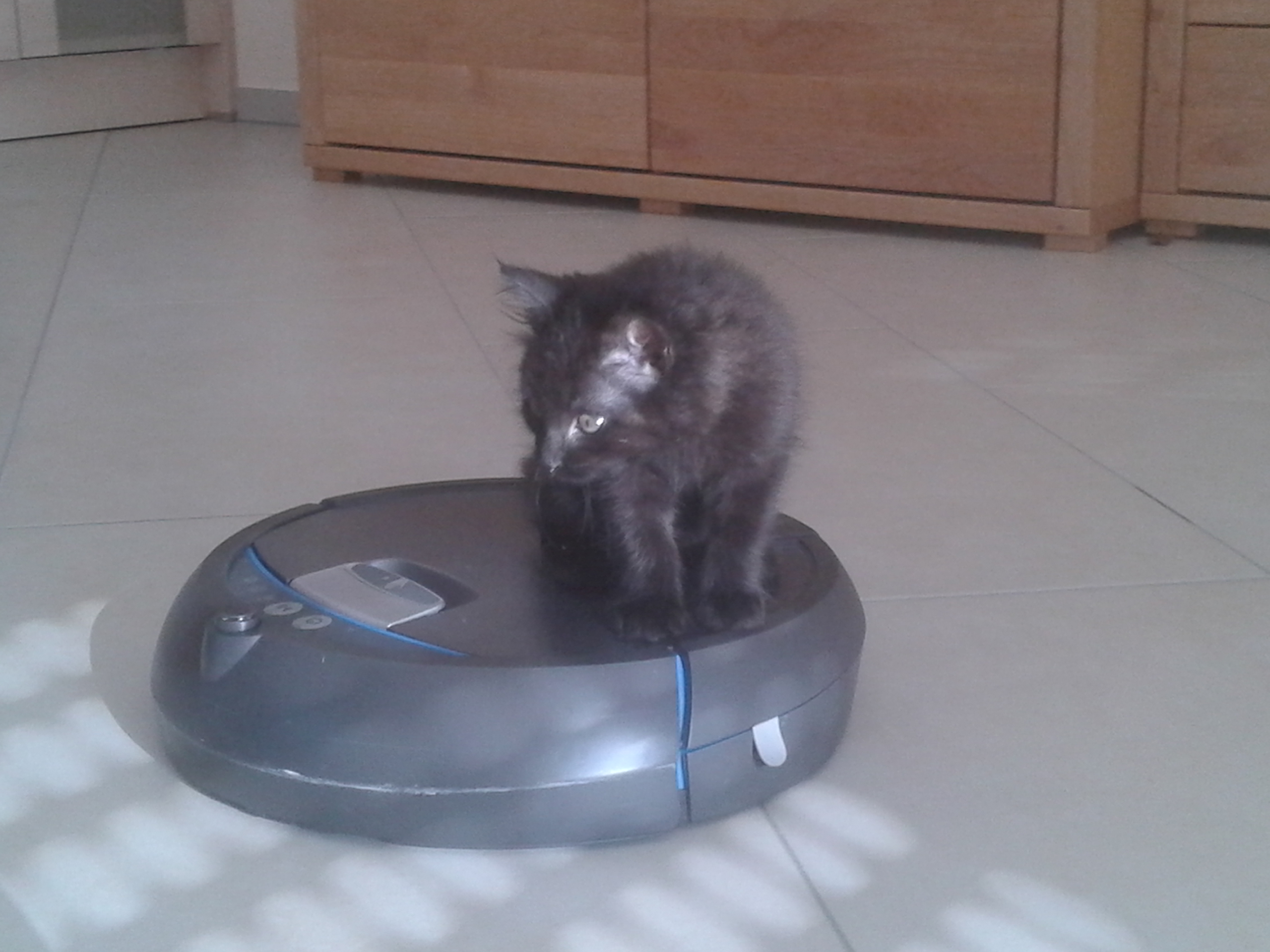 20140714_183721 - Kopie Katze