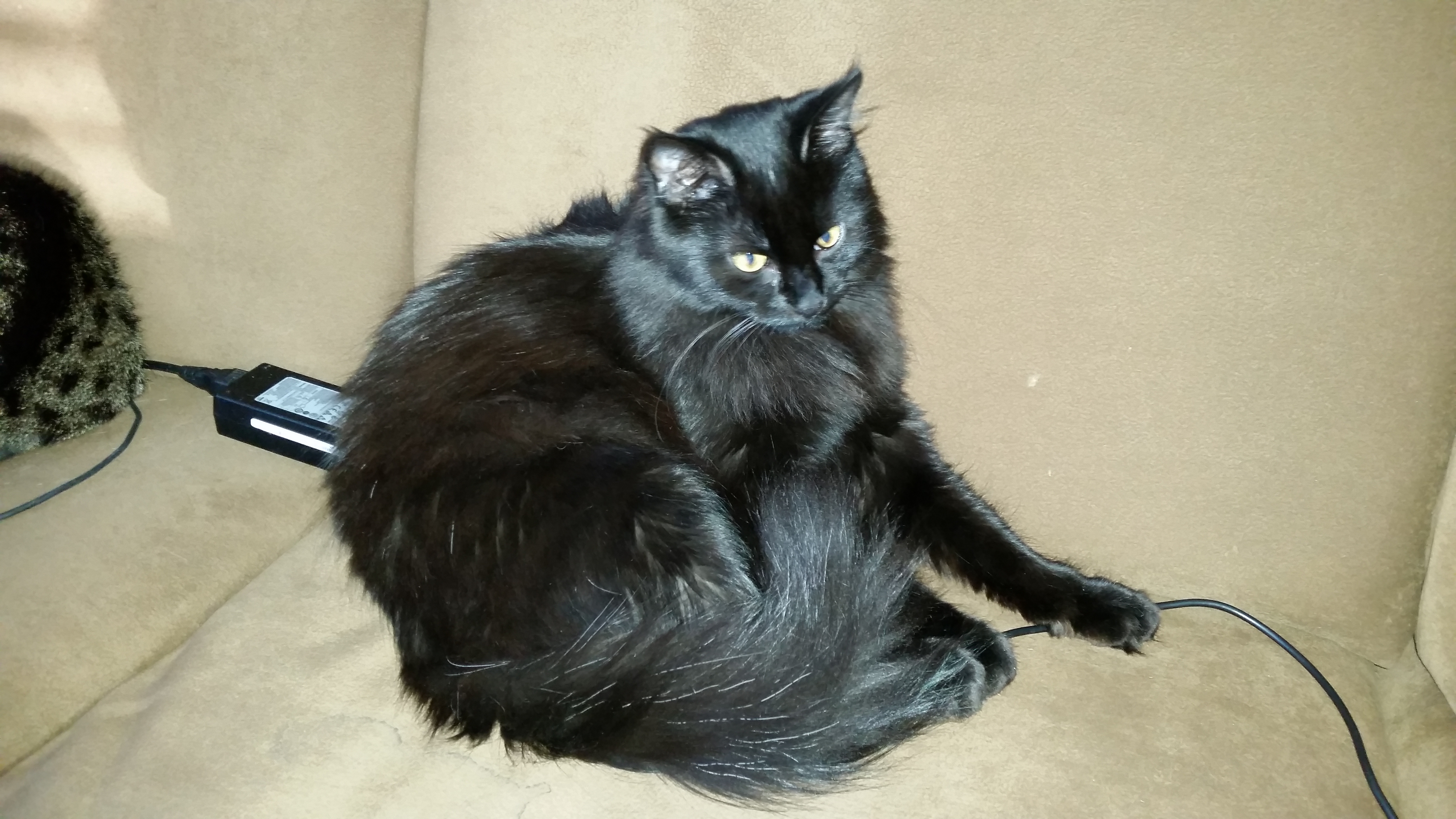 20150113_152100 - Kopie Katze