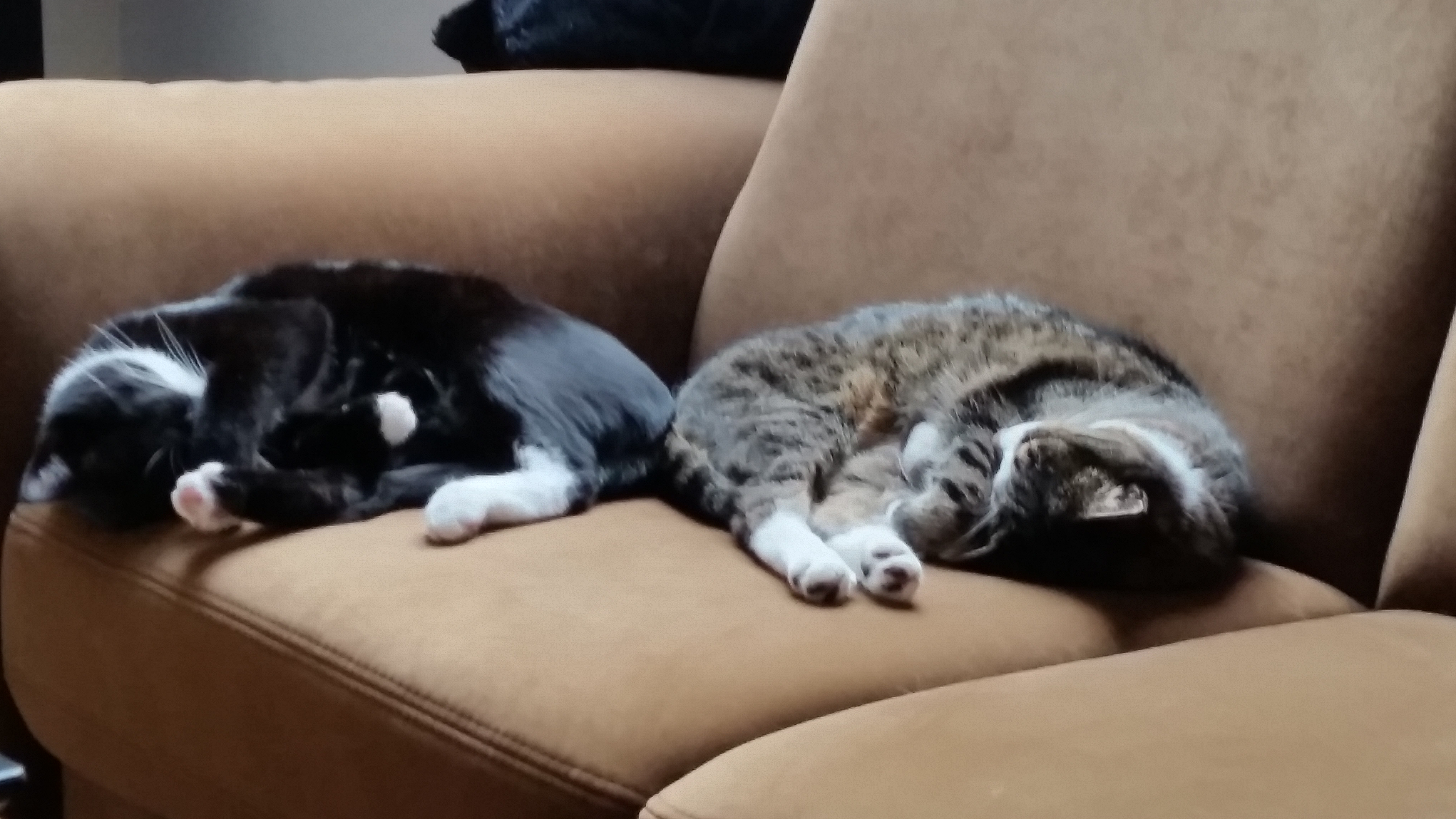 20150330_145642 - Kopie Katze
