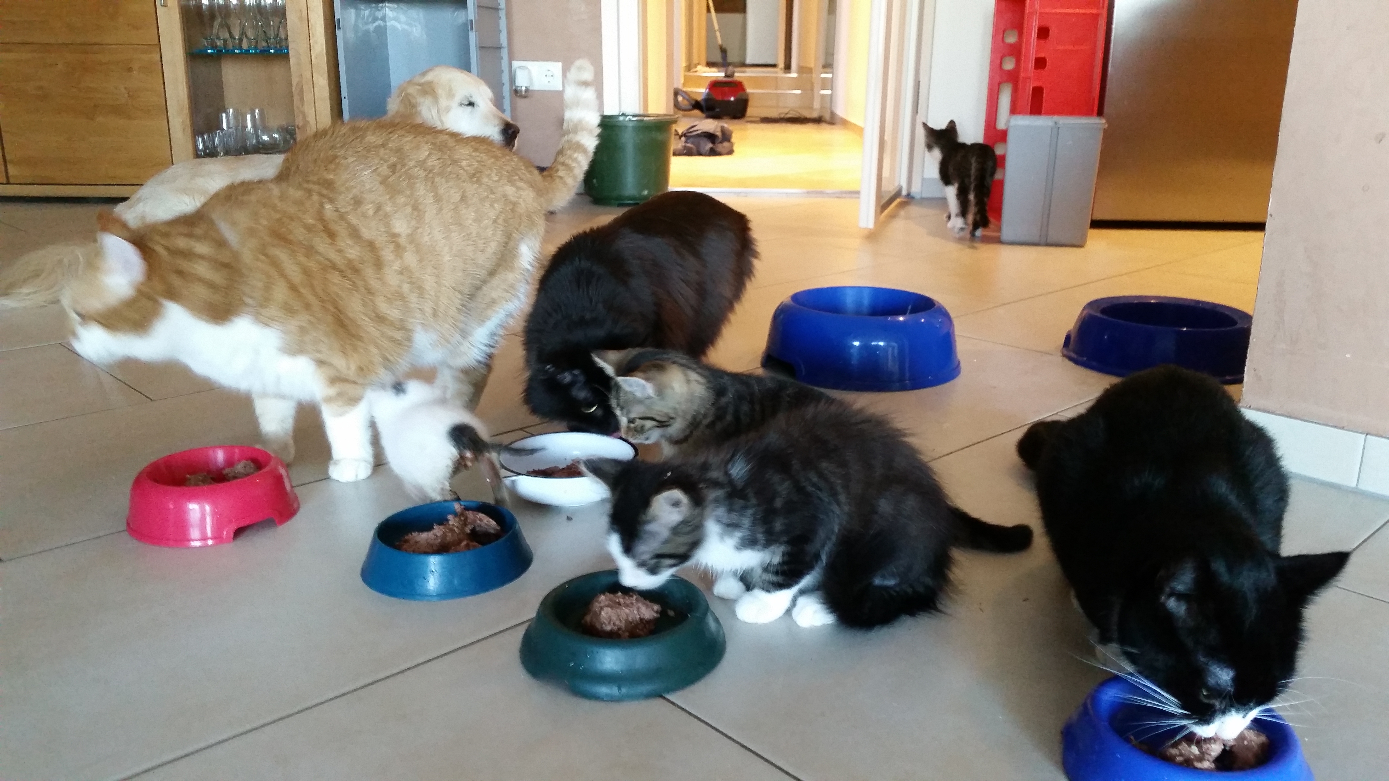 20160813_080548 - Kopie Katzen