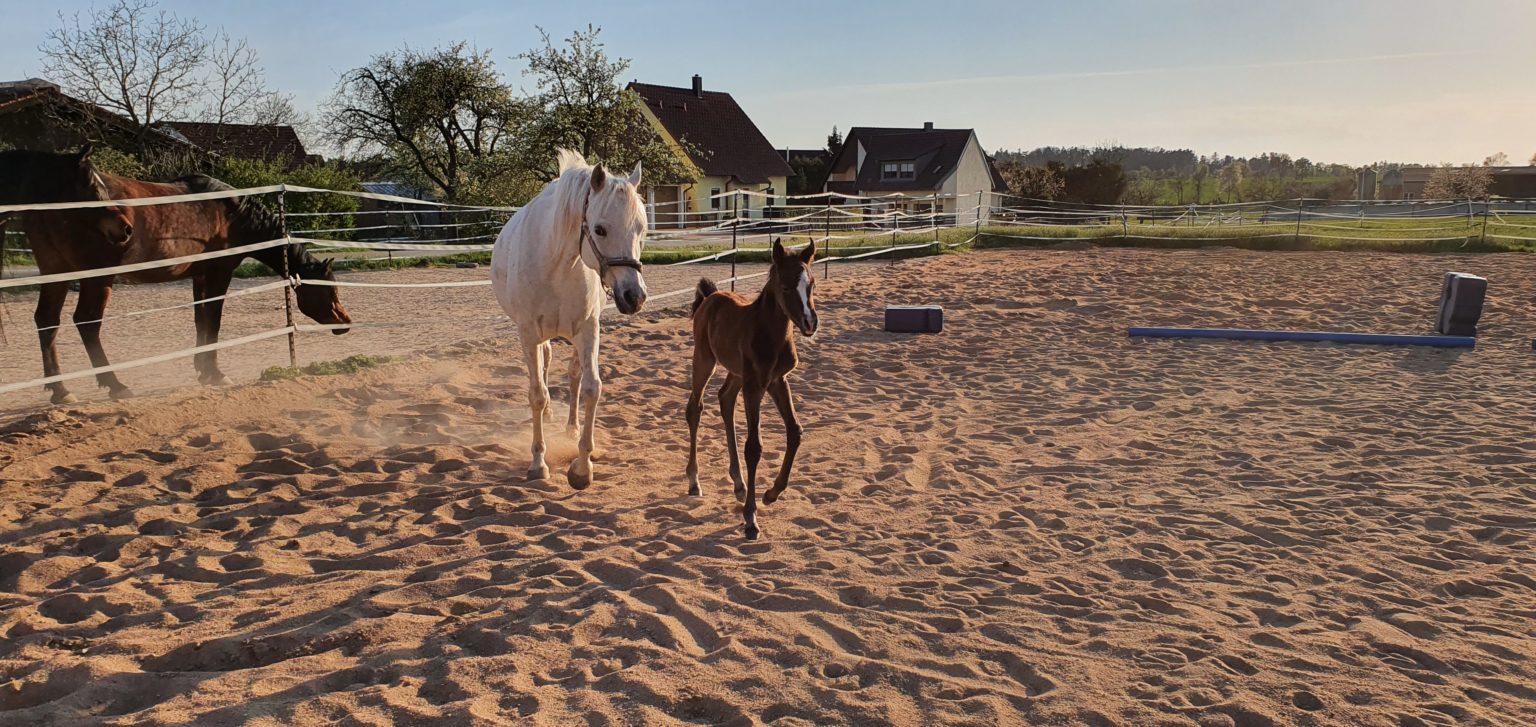 Fohlen ABC am 3. Tag nach der Geburt Valentina Arabians