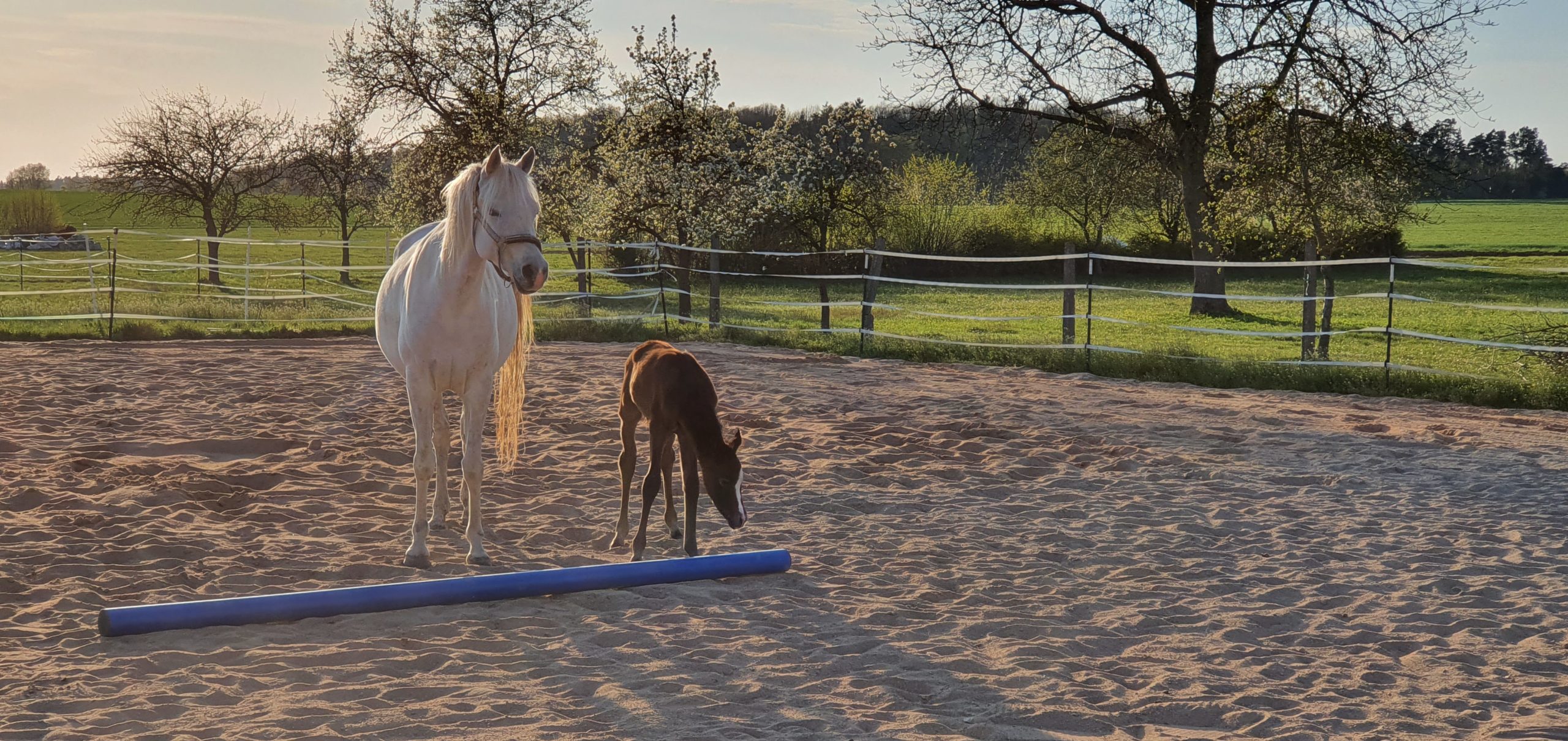 Fohlen ABC am 3. Tag nach der Geburt Valentina Arabians