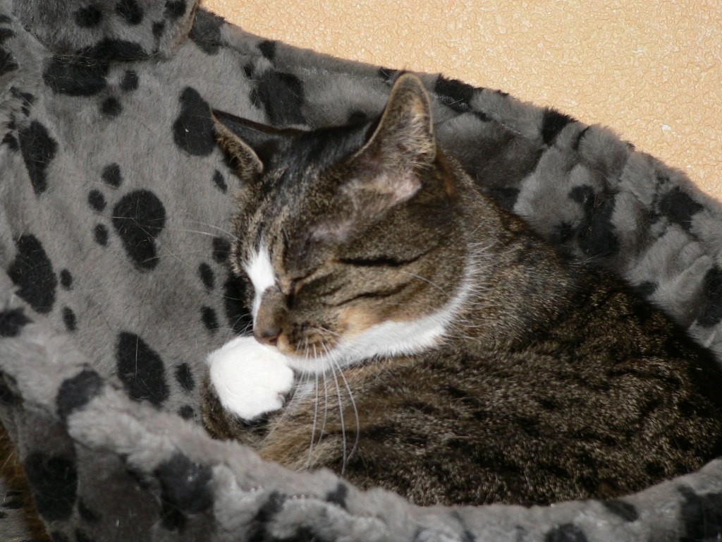 856685_3999449398537_457445058_o Katzen