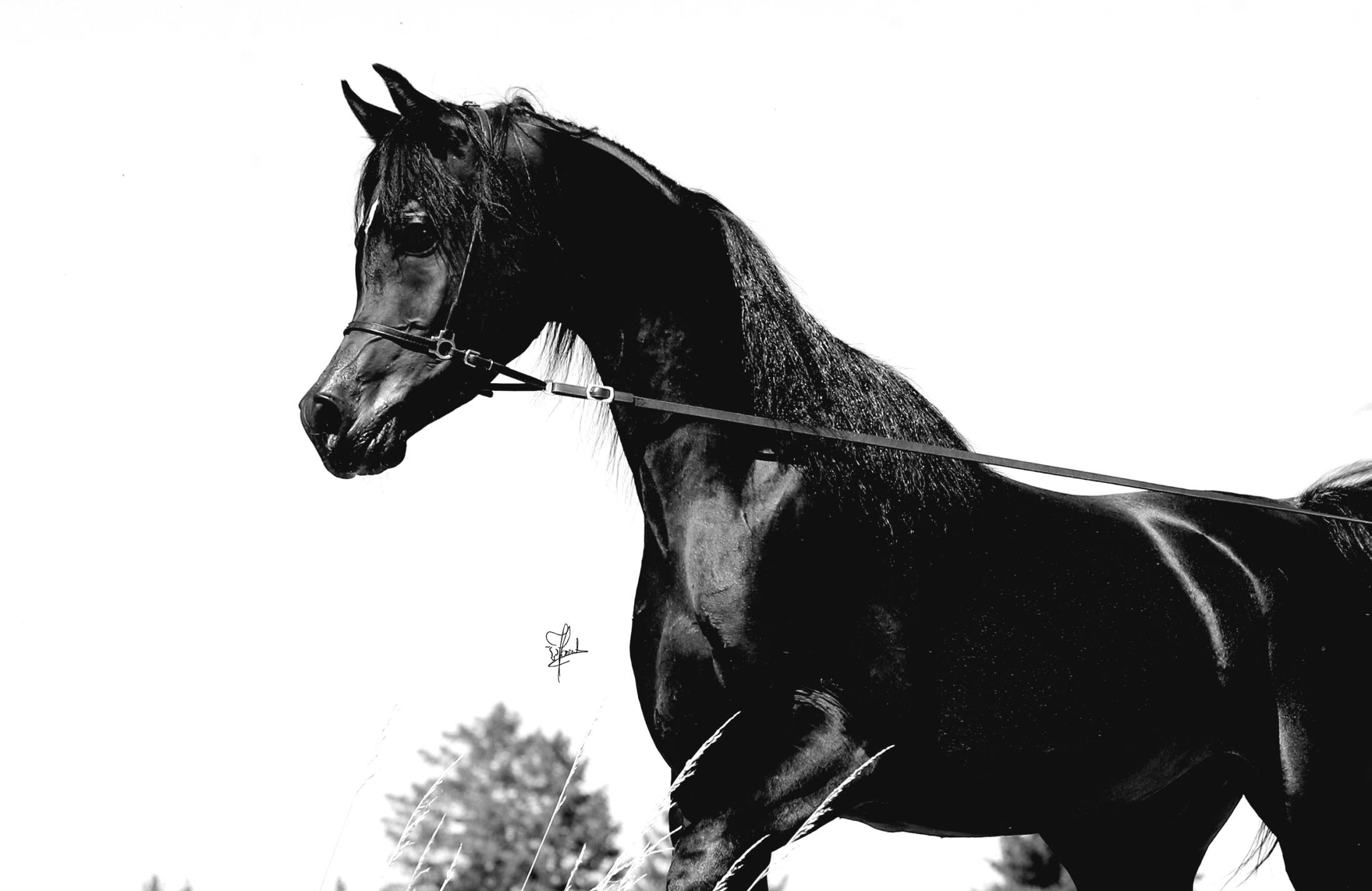AF4I4530.2