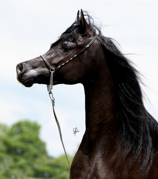 Vollblutaraber Valentina Arabians
