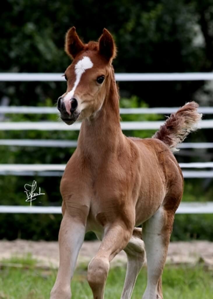 Valentina AA Arabians
