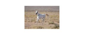 Pferd