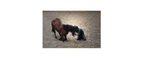 Pferd und Mensch