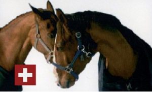 Brum Fliegen und Bremsenspray von Huebeli-Stud: Pferde