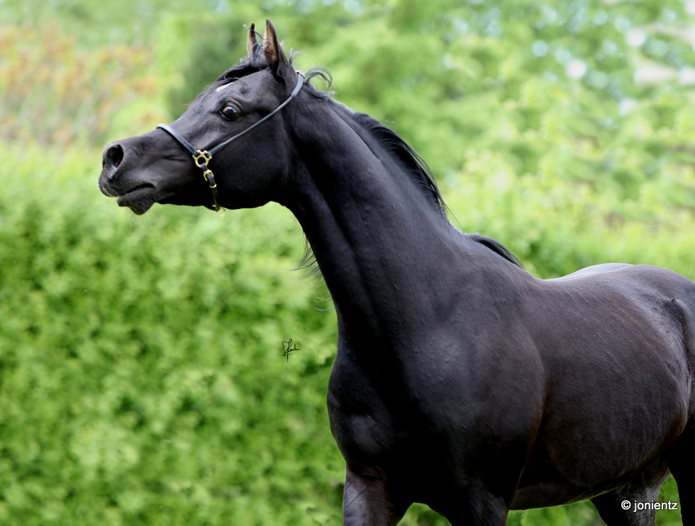 DF-Kamyar-16