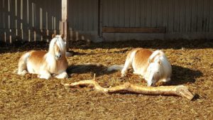 Haflinger liegen im Sand