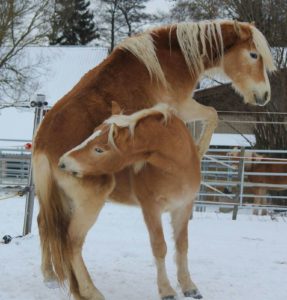 Haflinger beim Spielen