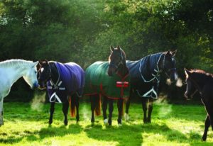 Horseware Pferdedecken Bannerbild