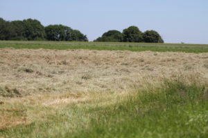 Heuernte 2016 - Wiese