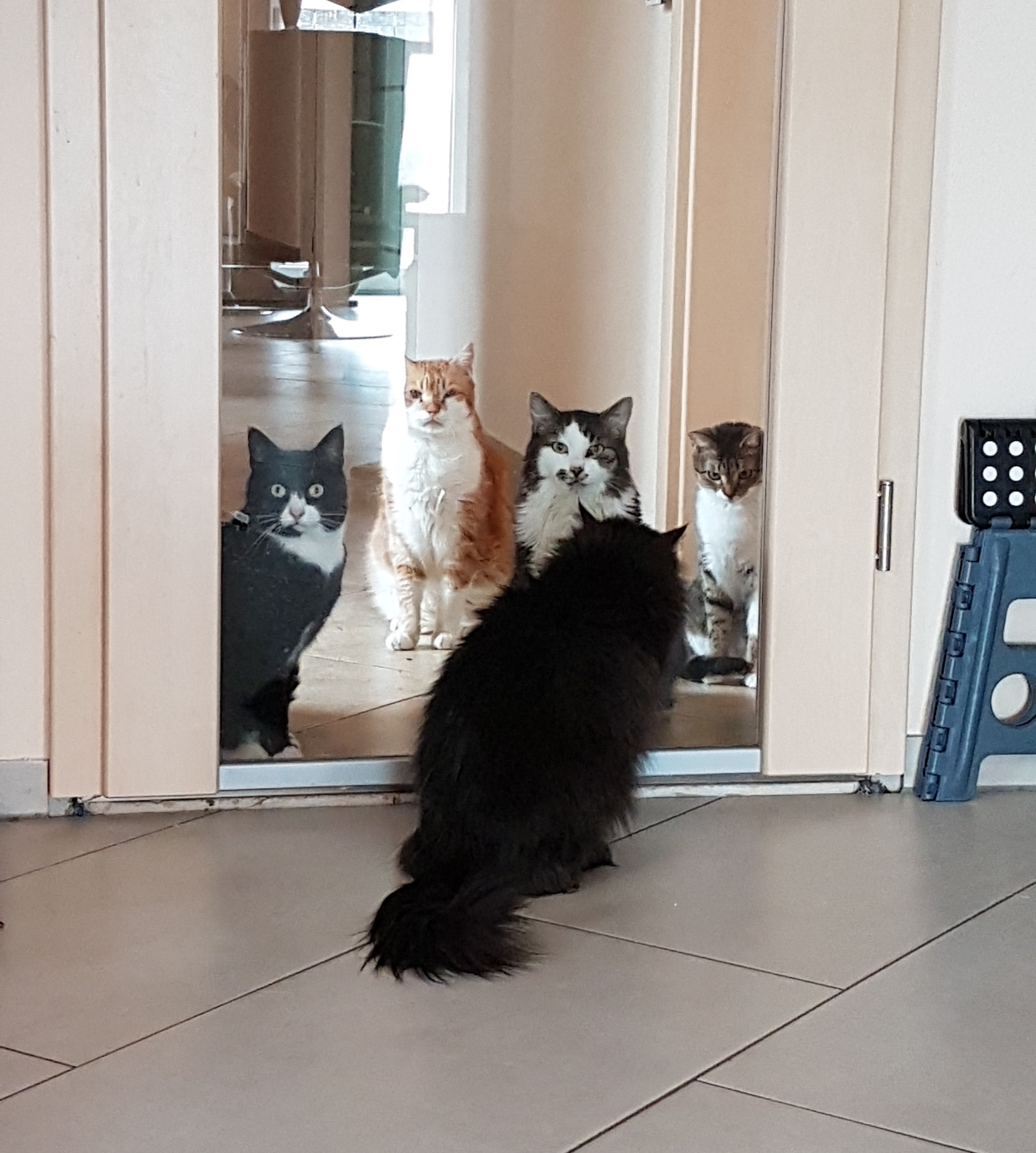 Katzen zugeschnitten