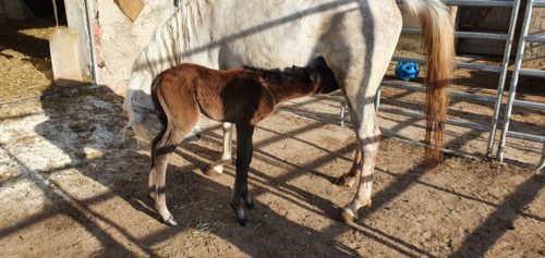 Geburt des Araber Fohlens Valentina Arabians