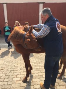 MKA Kurs Muskelaufbau Pferd & Pferde Anatomie
