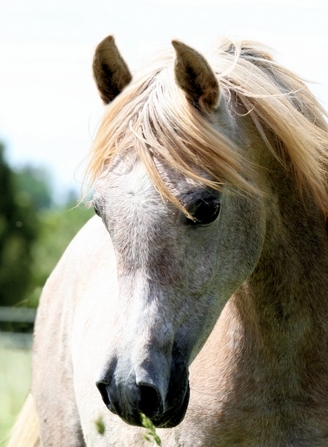 Valentina AA Arabians