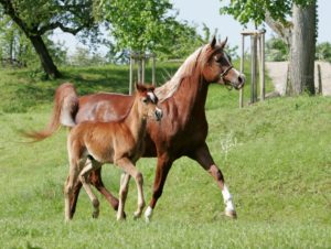 44+ schön Bild Pferde Beim Decken Hengst - Mh 01491 Hengst Und Stute Beim Deckakt Bilder Stockbilder Kaufen Professionell Tierfotoagentur Bildagentur Mit Spezialisierung Auf Tierbilder Und Tierfotos : Zum einen gibt es den natursprung.