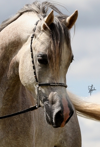 Valentina AA Arabians