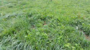 frisches Gras Weide 448x252