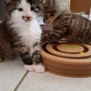 Amawi Fohlengeburt: kleine Babykatzen