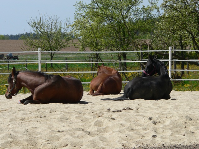 koppel1-001