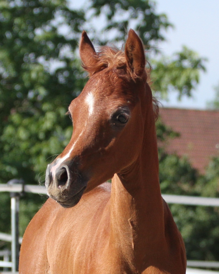 Valentina AA Arabians