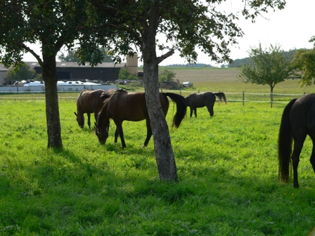 stallhomep 007